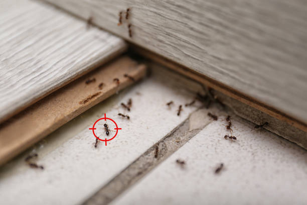 Best Ant Control Services  in West Liberty, KY